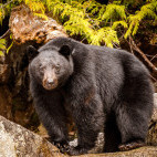 Black bear in Canada