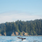 Grey whale in Canada