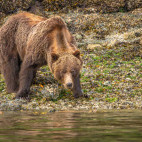 Grizzly bear in Canada