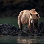 Grizzly bear in Vancouver Island, Canada
