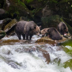 Grizzly bear in Vancouver Island, Canada.