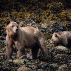 Grizzly bear in Vancouver Island, Canada