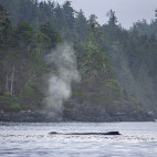 Humpback whale in Vancouver Island, Canada