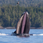 Humpback whale in Vancouver Island, Canada