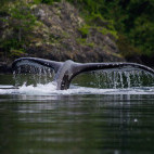 Humpback whale in Vancouver Island, Canada