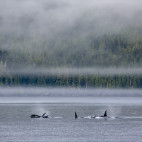 Orca pod in Vancouver Island, Canada