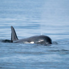 Orca in Vancouver Island, Canada