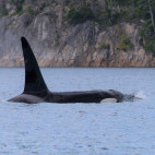 Orca in Vancouver Island, Canada