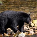 Black bear in Vancouver Island.