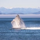 Humpback whale in Vancouver Island.