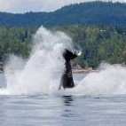 Orca in Vancouver Island