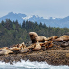 Steller's sealion in Canada