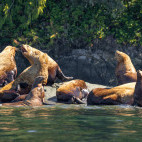 Steller's sealions in Canada