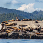Steller's sea lion in Vancouver Island, Canada