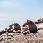 Steller's sea lion in Vancouver Island, Canada