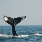 Humpback whale in the Bay of Fundy, Canada