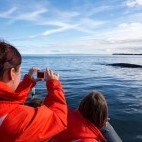 Whale watching tour in the Bay of Fundy, Canada.