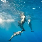 Bottlenose dolphin in Hawaii