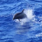 Bottlenose dolphin in Hawaii
