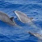 Bottlenose dolphins in Hawaii