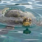 Green sea turtle in Hawaii.