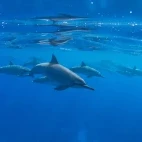 Hawaiian spinner dolphin pod in Hawaii