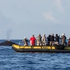 Humpback whale & skiff in Hawaii.