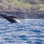 Humpback whale in Hawaii.