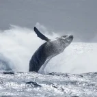 Humpback whale in Hawaii