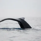 Humpback whale in Hawaii.