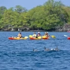 Kayaking with dolphins in Hawaii.