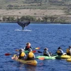 Kayaking with whales in Hawaii