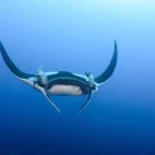 Manta ray in Hawaii