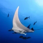 Manta ray in Hawaii