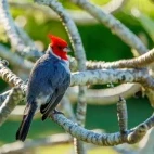 Red-crested cardinal in Hawaii