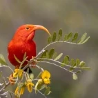 Scarlet honeycreeper in Hawaii