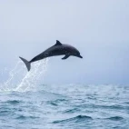 Spotted dolphin in Hawaii