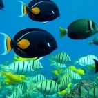 Tropical fish in Hawaii