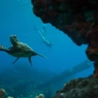 Hawksbill turtle & snorkeller in Hawaii