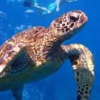 Hawksbill turtle in Hawaii