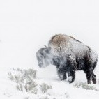 Bison in Yellowstone National Park, USA.