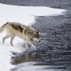 Wolf in Yellowstone National Park, USA.