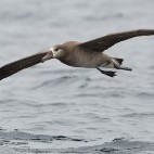 Black-footed albatross in Monterey Bay, California, USA