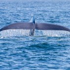 Blue whale in Monterey Bay, California, USA