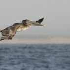 Brown pelican in Monterey Bay, California, USA