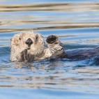 Californian sea otter in Monterey Bay, California, USA