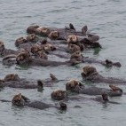 Californian sea otter in Monterey Bay, California, USA