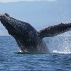 Humpback whale in Monterey Bay, California, USA