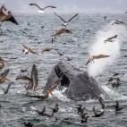 Humpback whale, brown pelicans and western gulls in Monterey Bay, California, USA