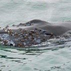 Humpback whale in Monterey Bay, California, USA